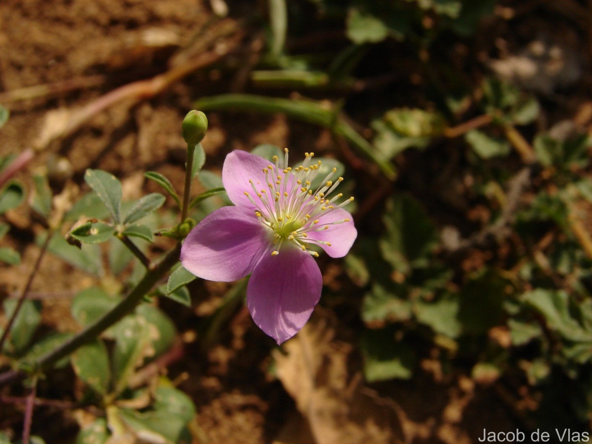 Cleome chelidonii L.f.